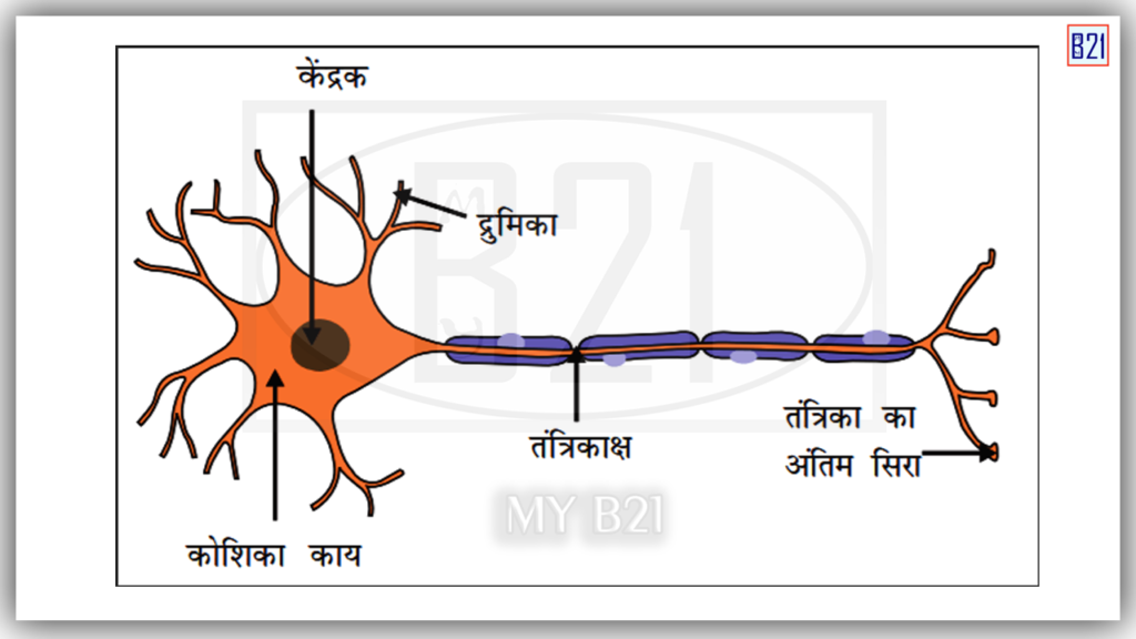 तंत्रिका कोशिका का चित्र
